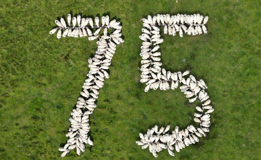 (Photo: British Wool)