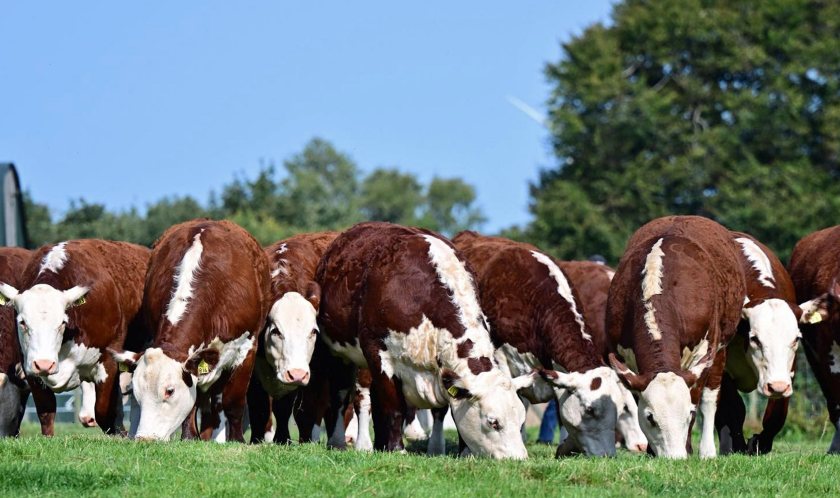 Halls will auction the first ever Solpoll herd production sale in Northern Ireland