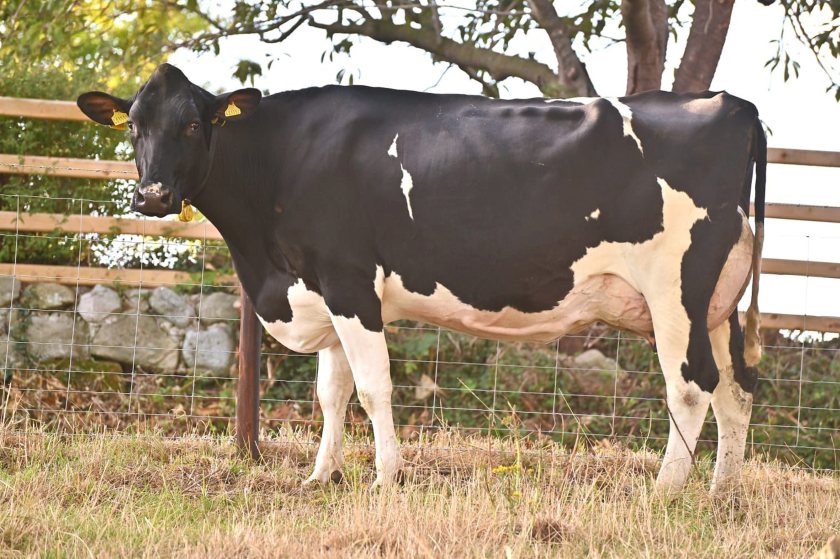 Three generations of dairy farming at a North Shropshire holding will draw to a close this month