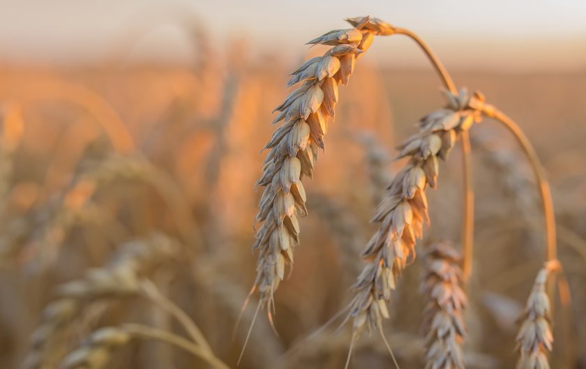 AHDB has been urged to intervene to safeguard the Yield Enhancement Network programme