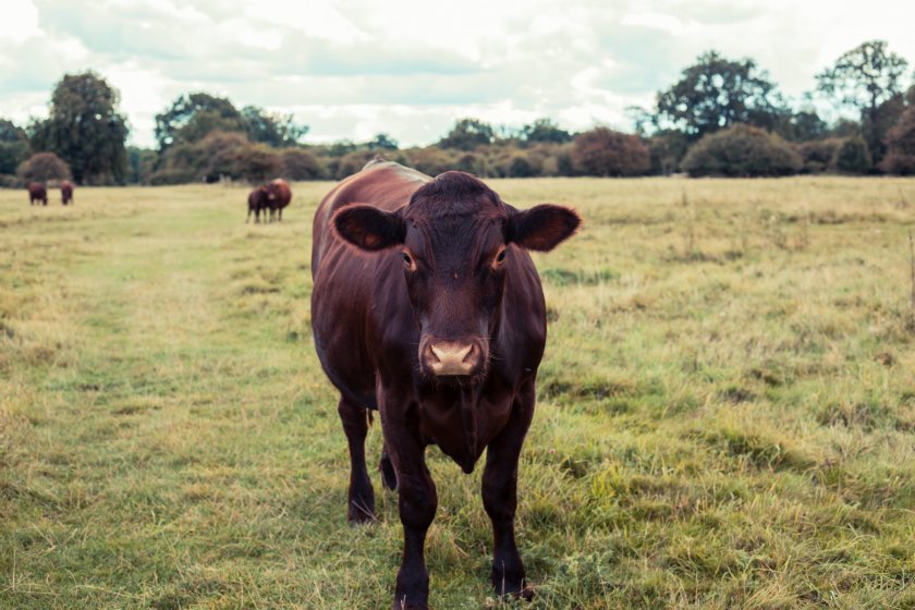 Scientists believe the work could pave the way for healthier herds and lower costs for farmers