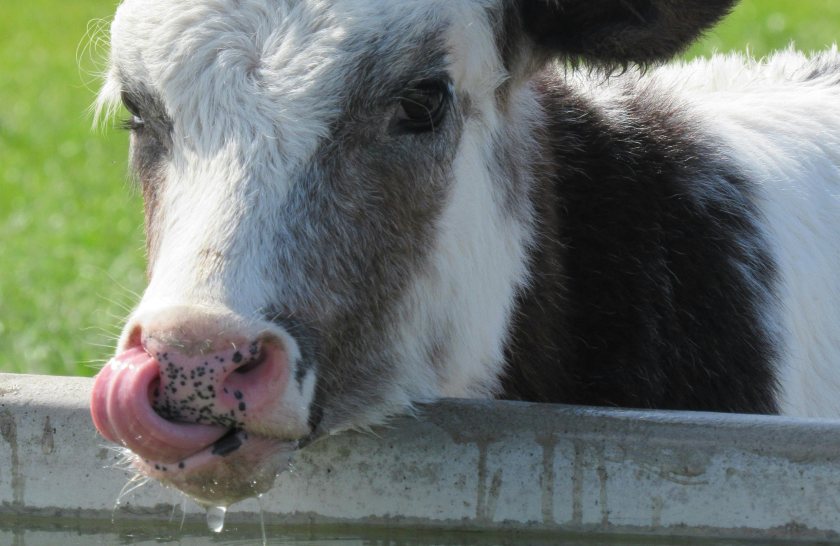 Farmers are being urged to check water supplies as poor quality hits herds
