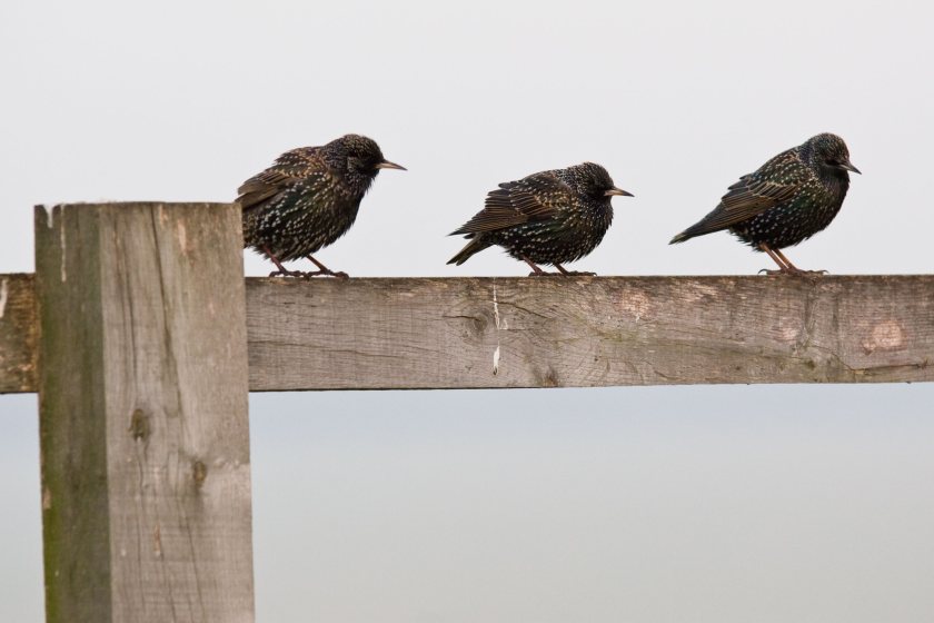 A think-tank has warned that a narrow bird index is distorting the UK's biodiversity picture