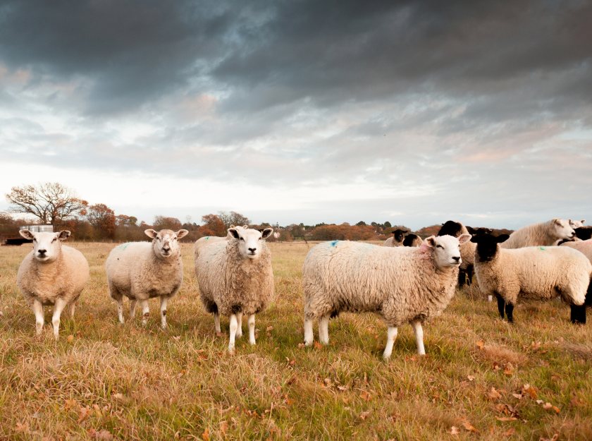 Robust quarantine protocols are being urged as sheep trading season peaks