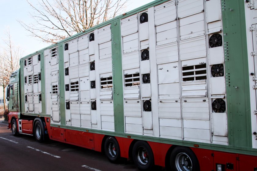 Research shows transport remains one of the most significant routes for pig disease transmission