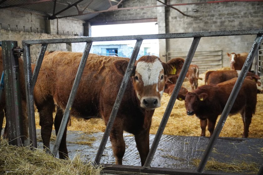A multi-thousand pound loss means vaccinating against pneumonia is now a priority at the Strathspey Monitor Farm