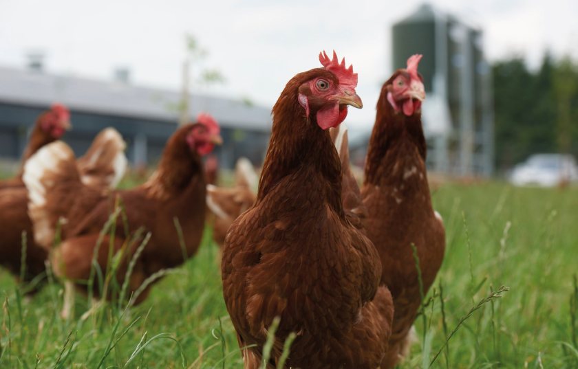 UK farmers warn their welfare gains are being undercut by cheap cage-egg imports