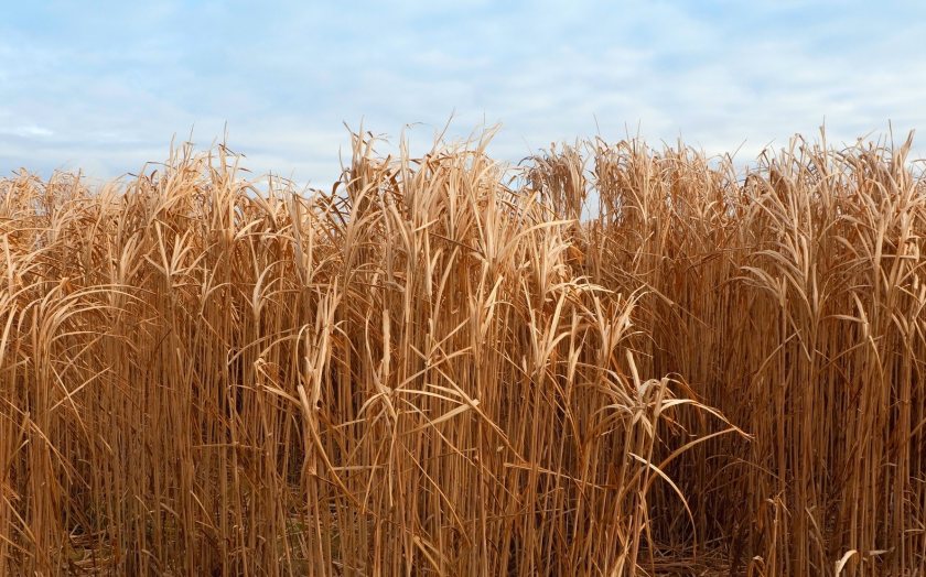 A new AI-powered tool is giving Miscanthus growers smarter ways to monitor crops