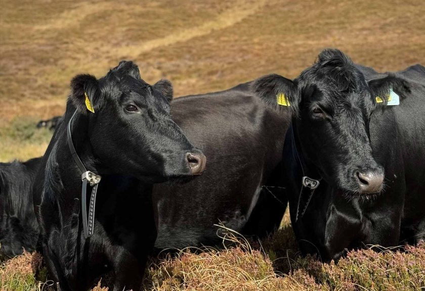Four of Scotland’s Monitor Farms are trialling an innovative virtual fencing system