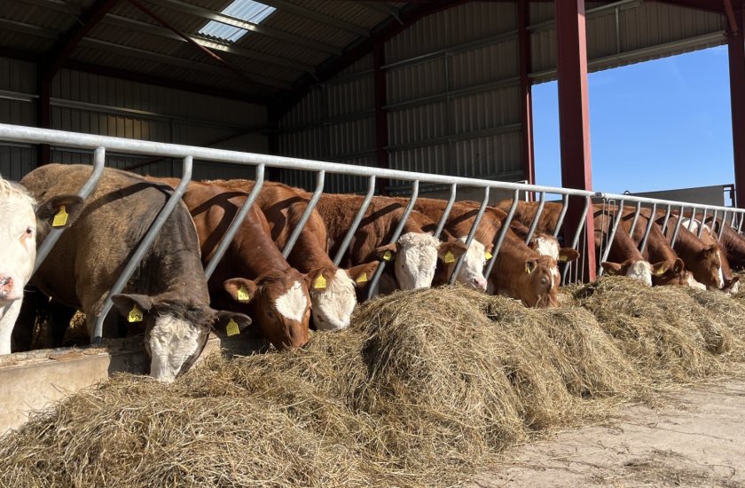 Farmers are being urged to act now on winter feeding strategies