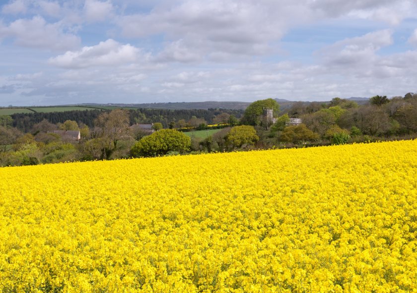 The new project brings farmers and scientists together to tackle one of oilseed rape’s toughest pests