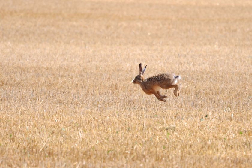 Hare coursing leaves behind trampled fields, broken gates – and fear in rural communities
