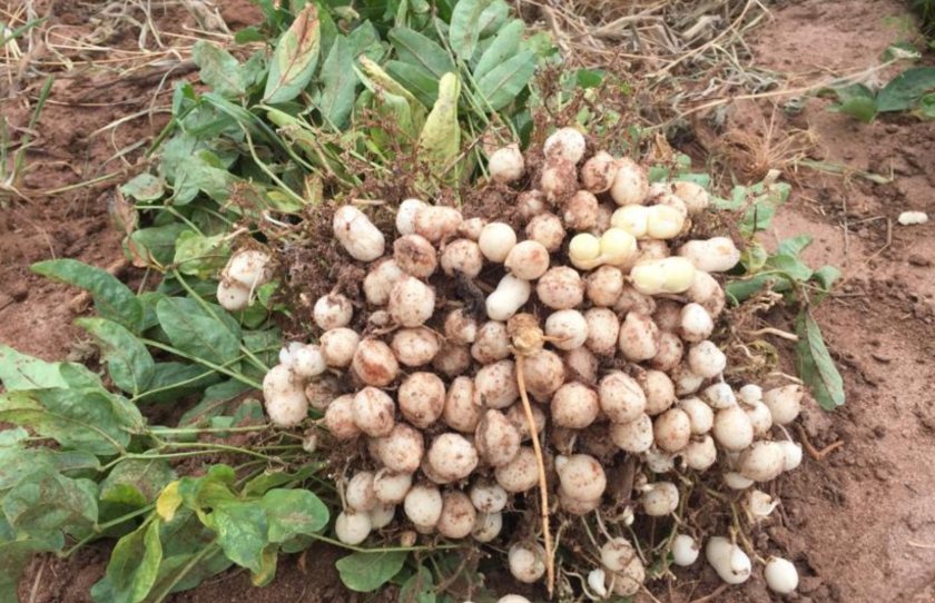 The project will focus on Bambara groundnut (Photo: Dr Aloyce Callist Kundy)