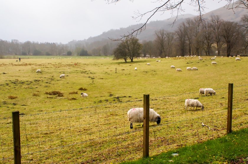 NFU Cymru said the BPS is important given the challenges facing Welsh farming