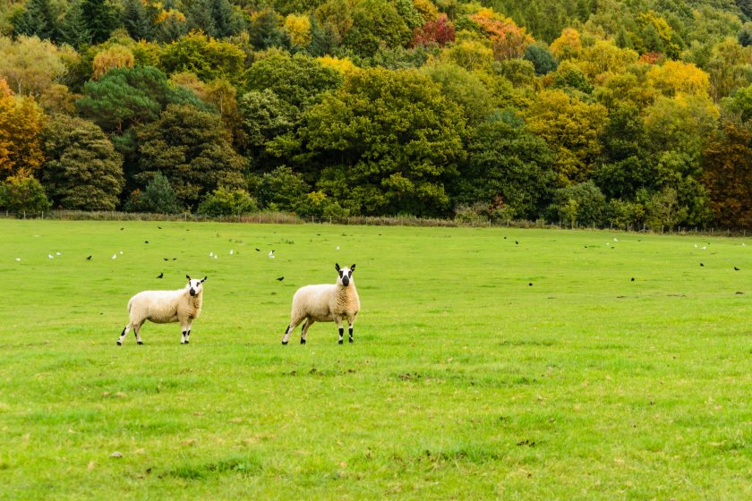 Bluetongue virus has hit Wales with four confirmed cases this season