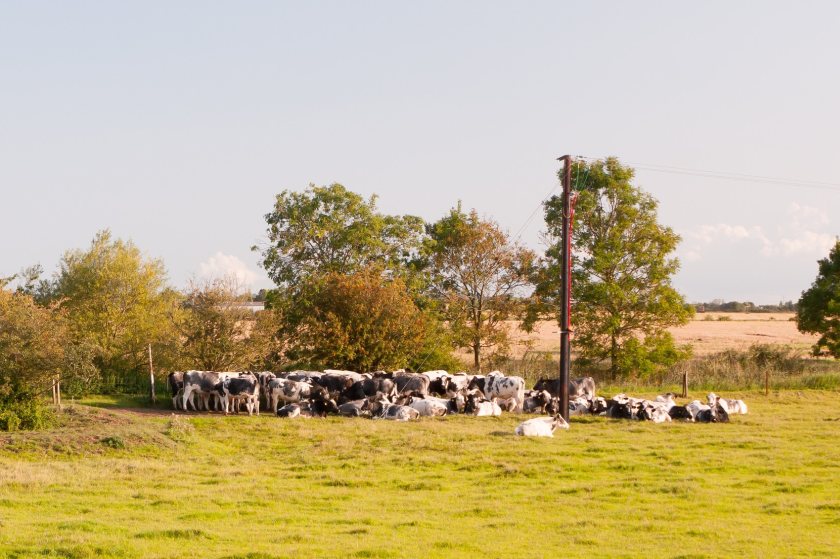 Final phase of bovine TB vaccine trials under way in UK