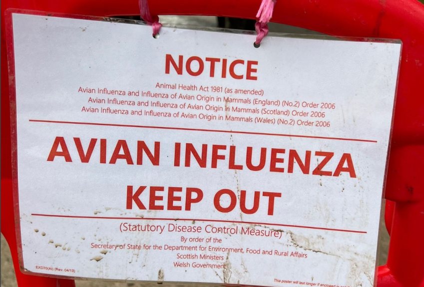 The case is the latest in a string of highly pathogenic avian influenza detections across the UK