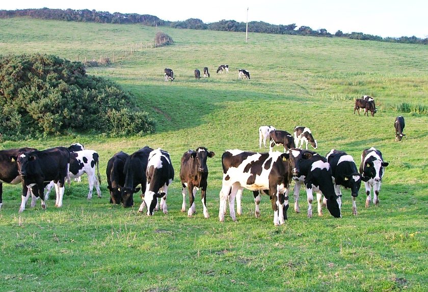 A multitude of factors are presenting significant challenges to Welsh dairy farmers