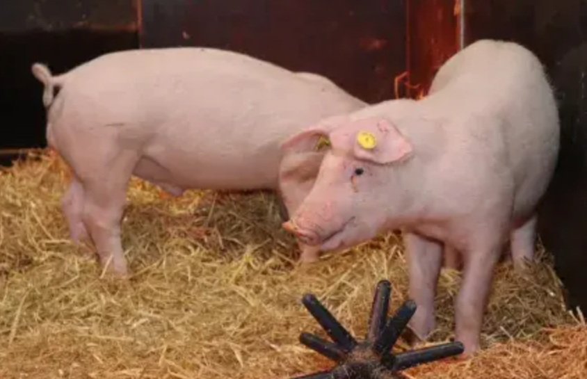 Gene-edited pigs resistant to classical swine fever (Photo: Rosilin Institute)