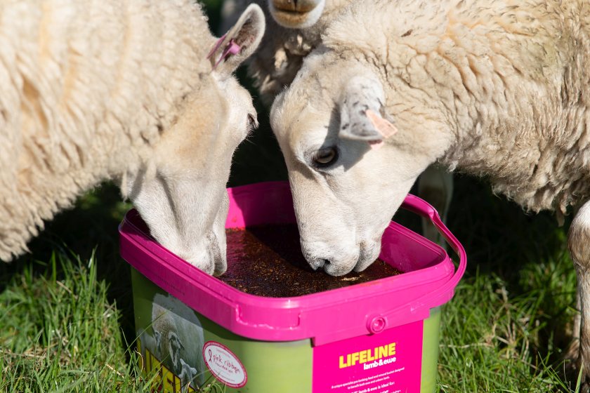 Pink buckets return to farms in drive to support breast cancer awareness