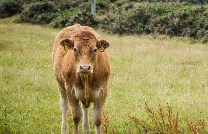 Officials have indicated that bovine EID is unlikely to be introduced before 2027