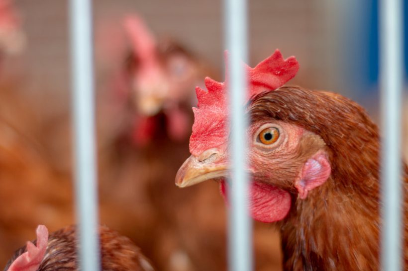 The mandatory order legally requires poultry farmers across England to keep birds indoors