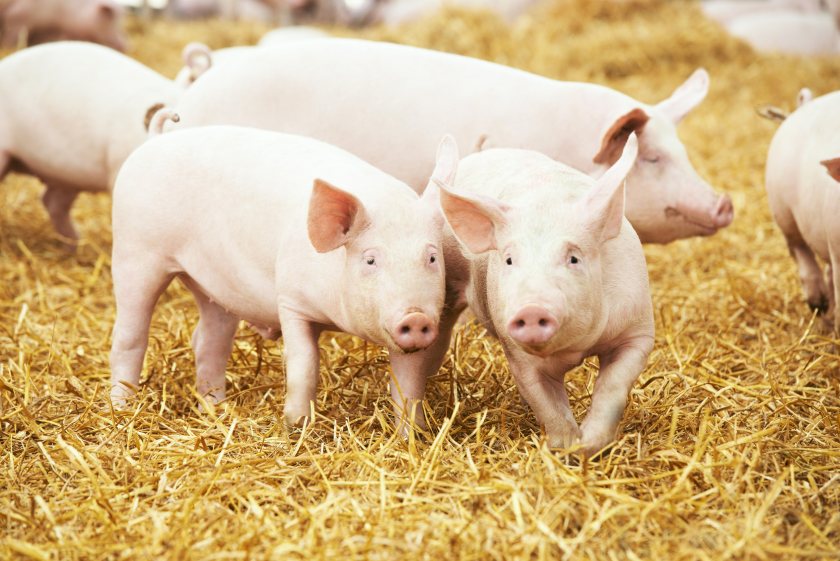 Rising cases of swine dysentery have put UK pig farms on high alert