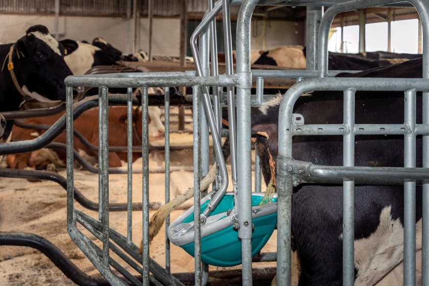 A Dutch-designed CowToilet in action — helping dairy farms flush away emissions one cow at a time