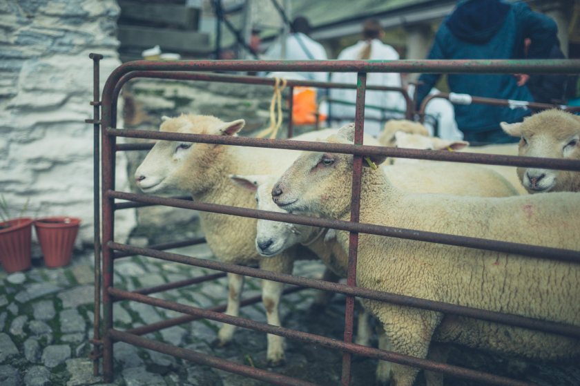 The easing of bluetongue controls marks a step towards restoring livestock movement across the border