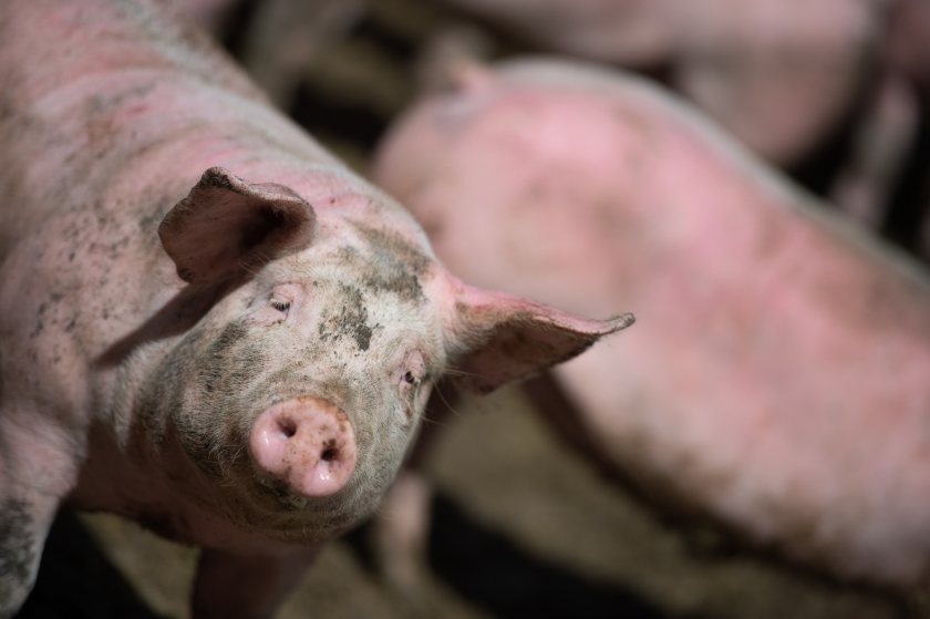 Cranswick pledges £40m on pig welfare reforms after independent review