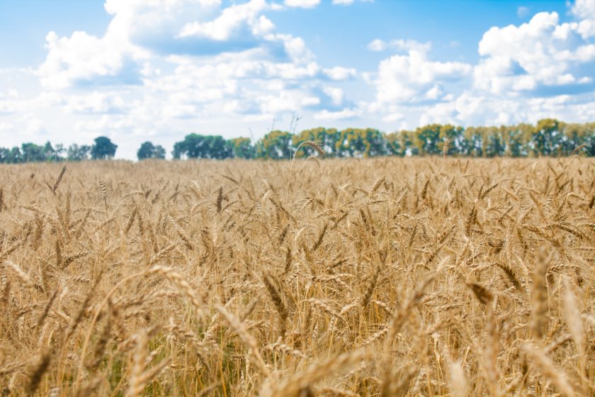 Supporters say the new gene-editing rules will give British growers access to cutting-edge tools