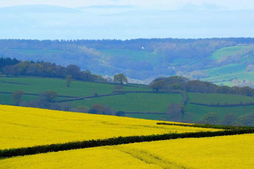 Oilseed rape in full bloom across UK farmland, as forecasts suggest the crop’s area could rise by 30%