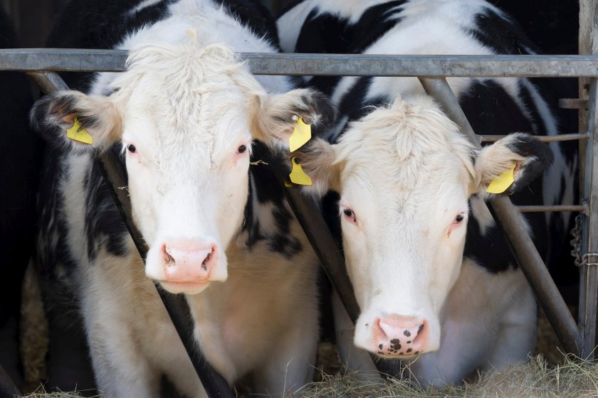 Dairy farmers urged to take a measured approach as methane-cutting feed additives spark fresh debate