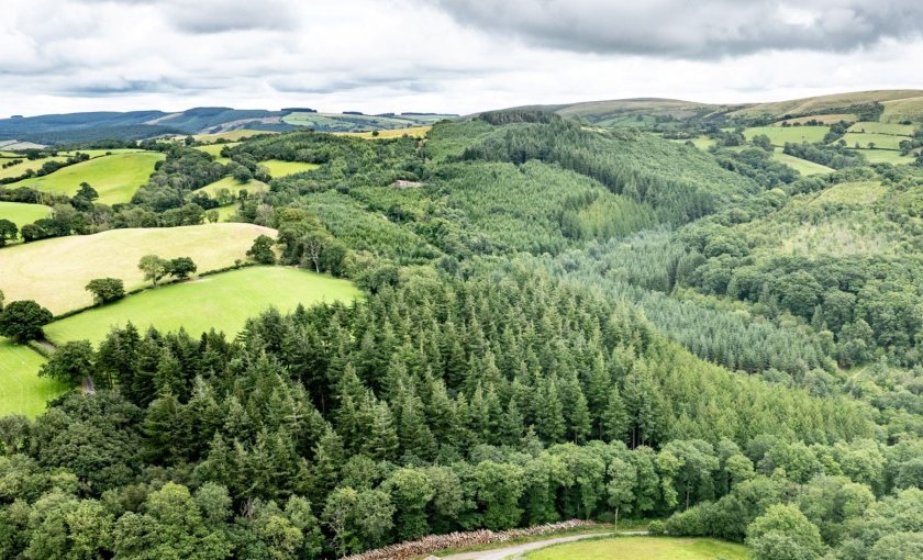 (Photo: UK Forest Market Report 2025)