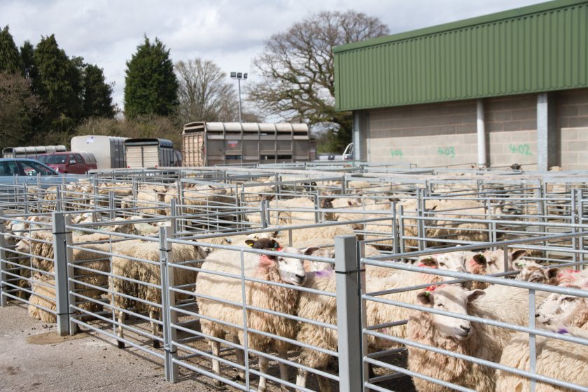 A small levy on livestock sales aims to deliver big support for families across England and Wales