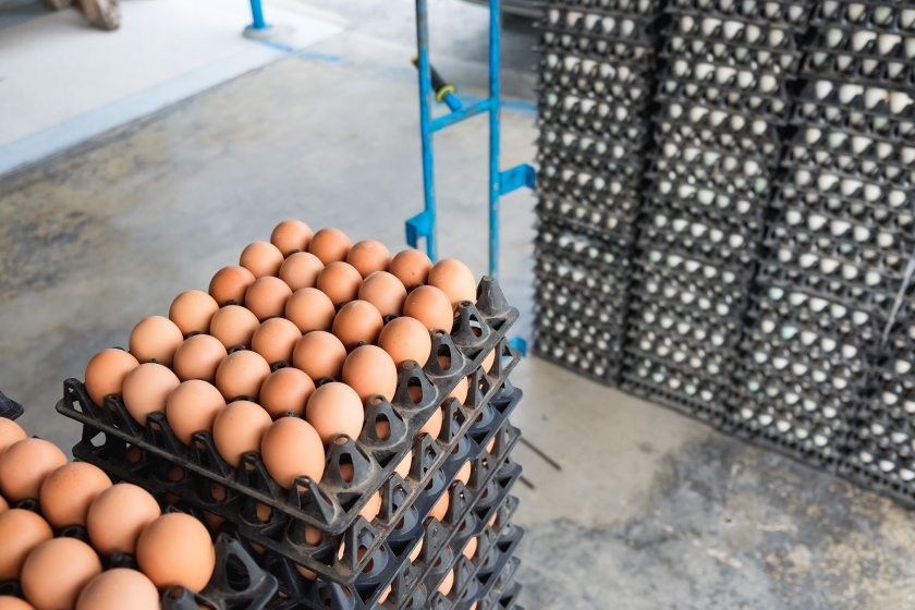 A Leicestershire staple goes global: Sunrise Eggs partners with Agrova International
