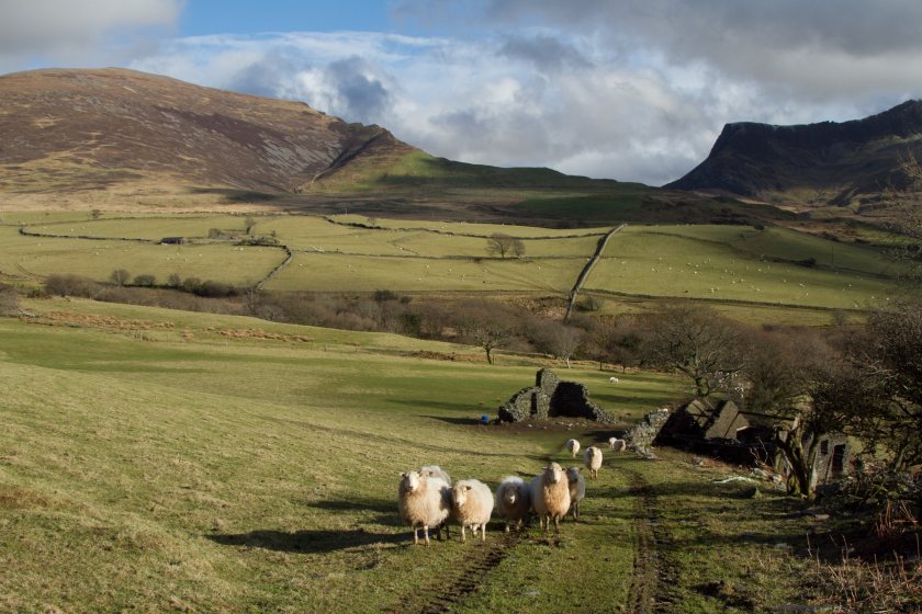 A new £3m fund signals stronger support for organic farming as Wales enters a new policy era