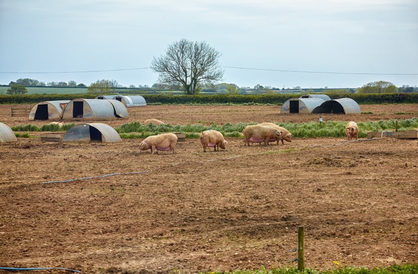 NPA challenges a viral BBC clip it says wrongly portrays the scale of Britain’s pig sector