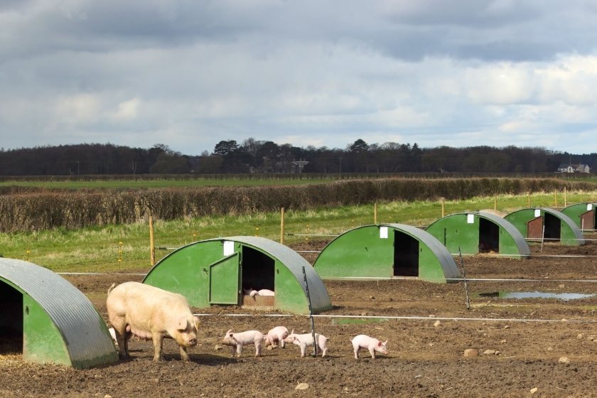 The NPA challenged a viral BBC clip it said wrongly portrayed the scale of Britain’s pig sector