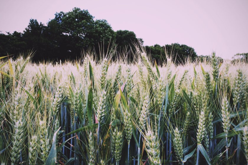 New wheat, barley and oilseed rape varieties promise major yield gains for growers
