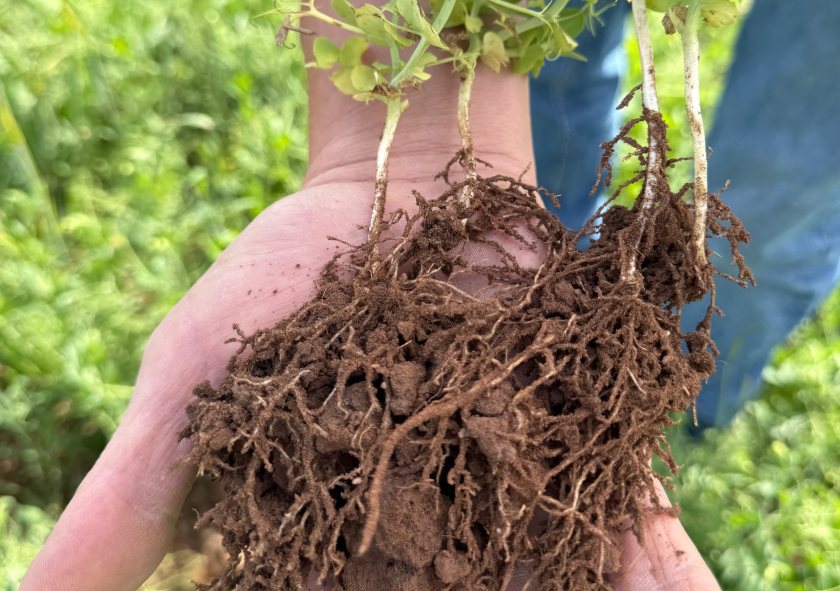 Entries open for the 2026 Soil Farmer of the Year as UK growers put soil health first