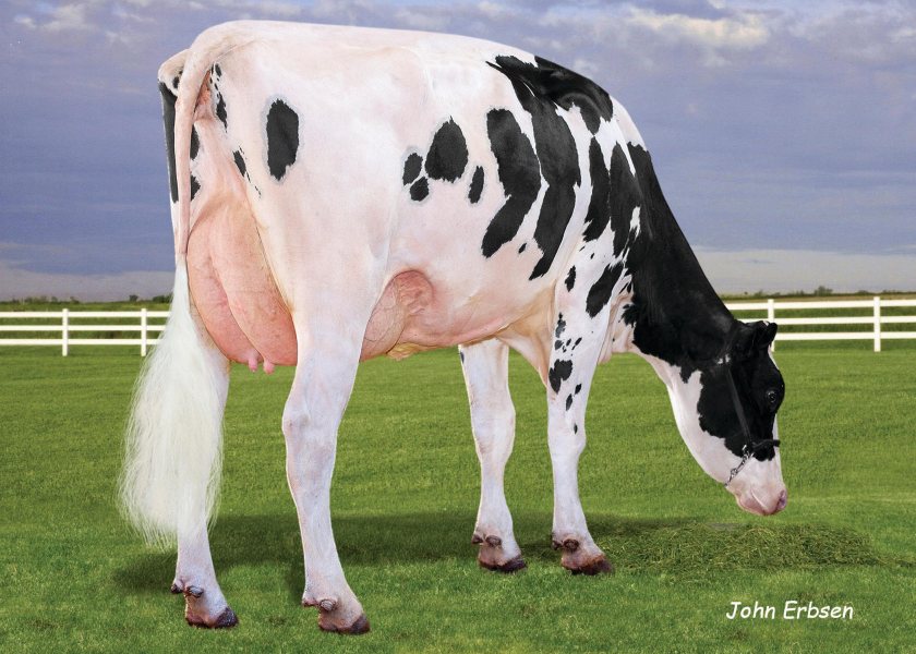 OCD Trooper Sheepster - number one daughter-proven Holstein sire ranked on £PLI (photo of daughter)