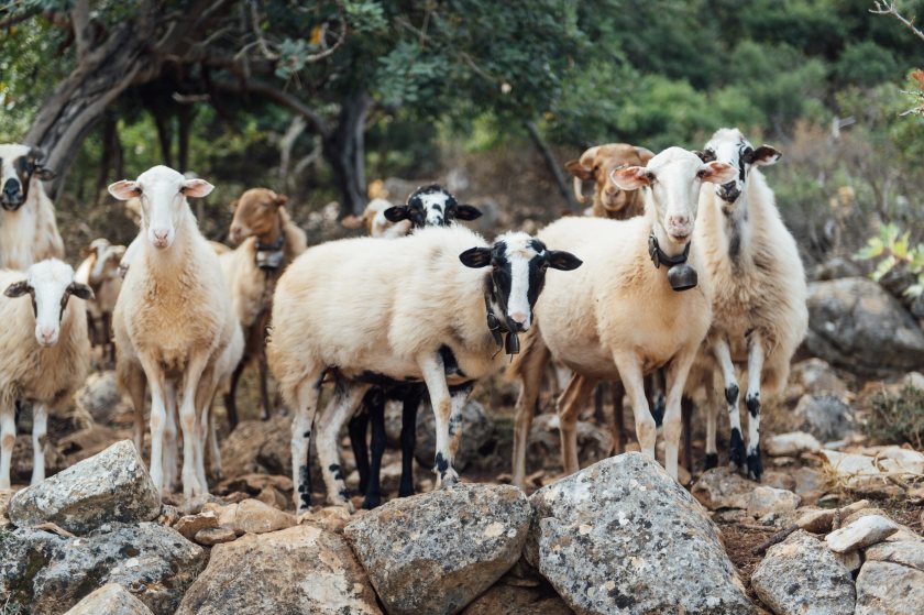 Sheep and goat pox drives unprecedented cull across key Greek farming regions