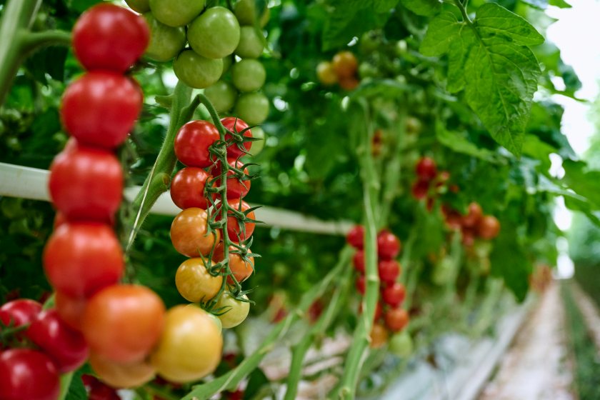 AI-powered alerts are detecting crop stress before symptoms reach the canopy