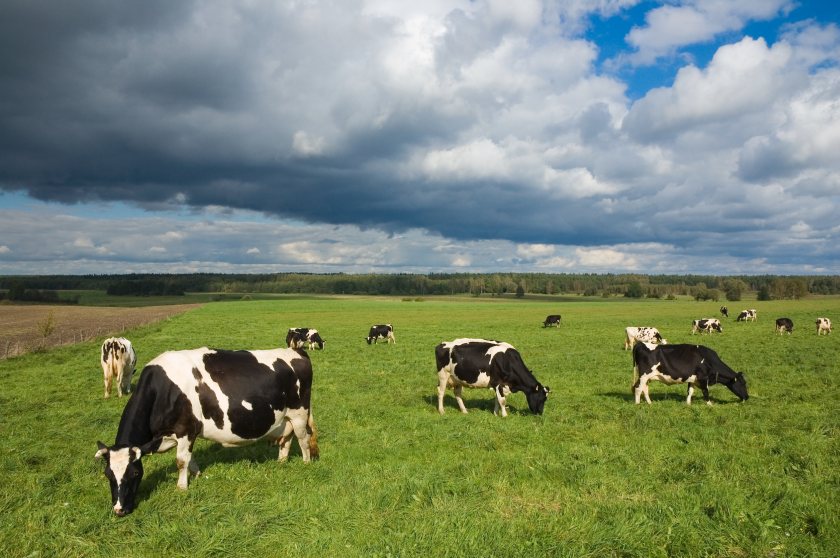 Surveillance testing intensifies after fresh bluetongue concerns in the control zone