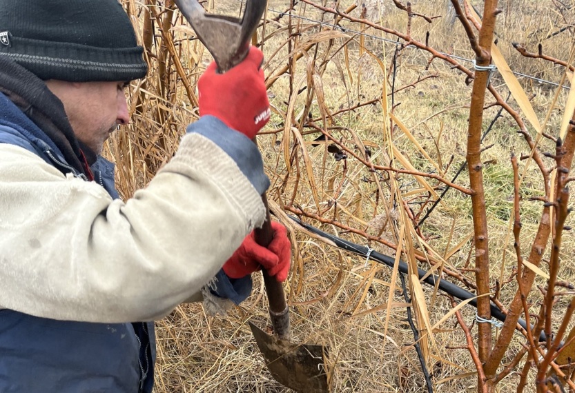 Farmer in Lledia, Catalonia - part of the new pilot (Photo: Soil Association Exchange)