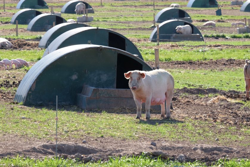 Industry data shows typical UK pig units are far smaller than claimed in the podcast