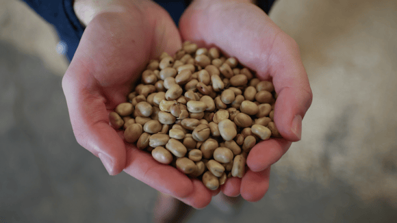 Frontier’s Faba Project gives growers access to a secure, premium bean market
