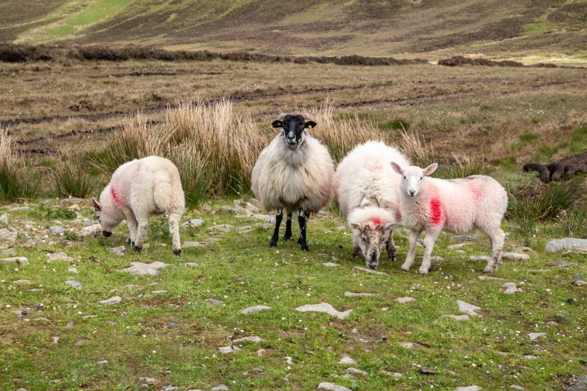 Eased bluetongue movement controls have reopened supply chains for Northern Irish lamb
