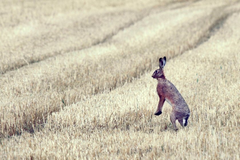 Hare coursing offences jump 22% as police launch crackdown